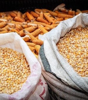 Distribuição de sementes beneficia mais de 76 mil famílias
