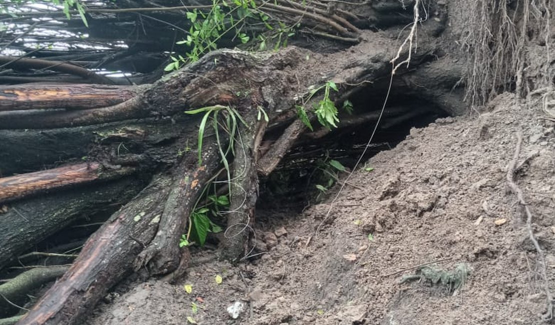 Árvore desaba em quintais de residências em Porto Calvo