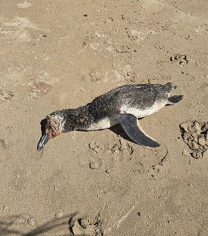 Pinguim encalha morto em praia de Maragogi; Biota é acionado