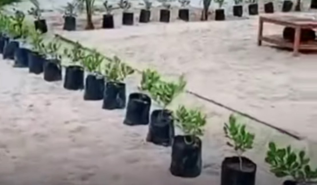 Bar bloqueia faixa de areia em Marechal Deodoro e é notificado pela prefeitura