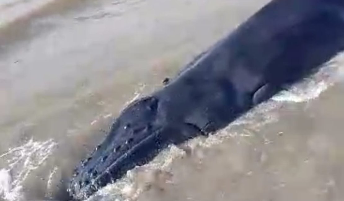 Filhote de baleia-jubarte encalha vivo em praia de Maragogi