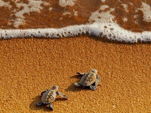 Alunos participam de soltura de tartarugas em Piaçabuçu