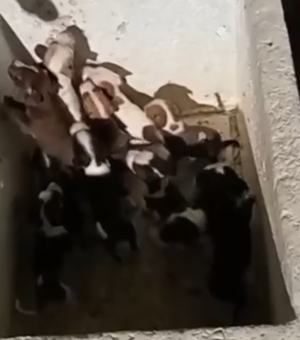 Homem é detido por abandonar dez filhotes de cachorro no bairro do Pinheiro