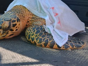 Tartaruga é resgatada com traumatismo na mandíbula na Praia de Ipioca
