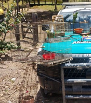 Batalhão Ambiental apreende arma de fogo e resgata animais silvestres em Limoeiro de Anadia