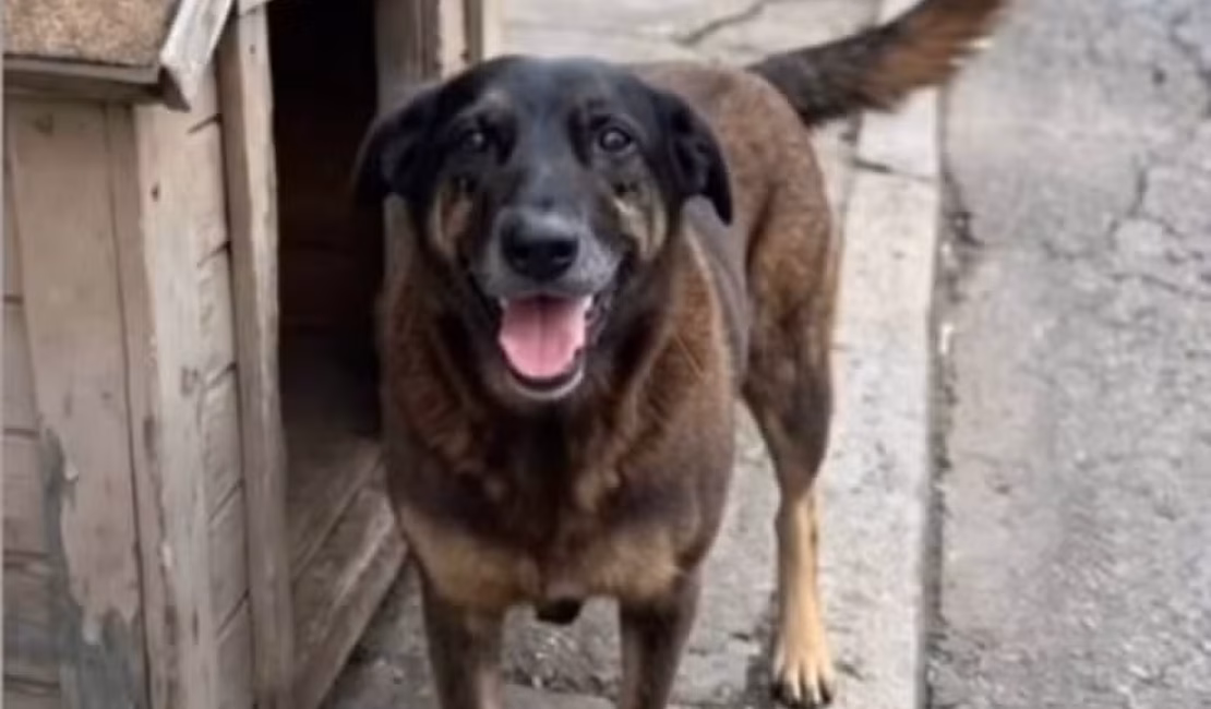 Cão Orelha: familiares de adolescentes são indiciados por coação a testemunha