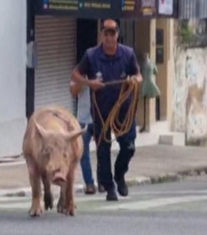 Porco descontrolado causa tumulto nas ruas do Centro de Maceió