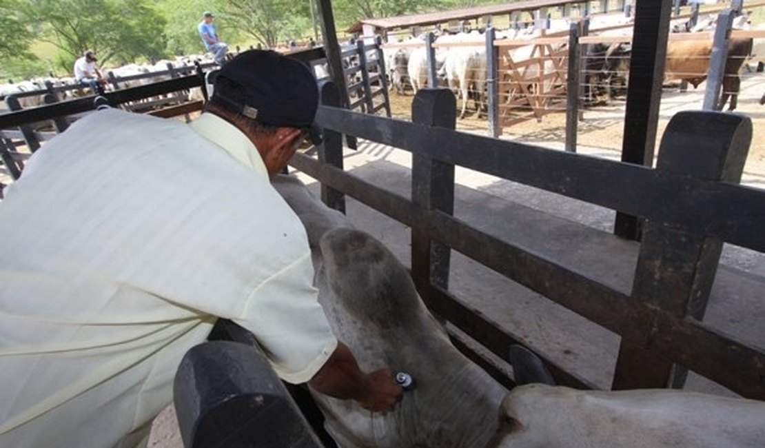 Alagoas conquista cobertura vacinal acima de 96% contra a aftosa