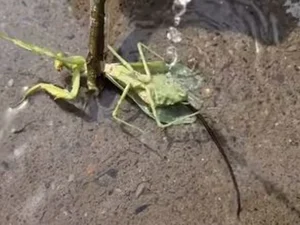 Imagens mostram verme 'manipulador' saindo do corpo de louva-deus