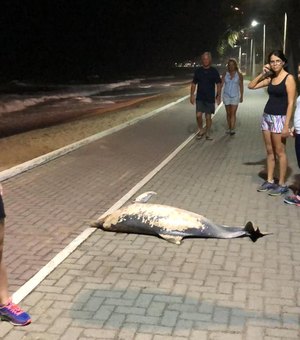 Golfinho morto é abandonado em calçadão da Praia de Jatiúca
