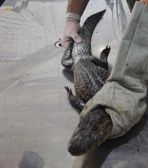 Período chuvoso aumenta a presença de animais silvestres em áreas urbanas
