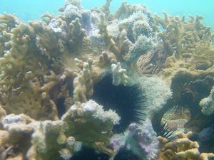 Força-tarefa de pesquisadores da Ufal monitora óleo na costa alagoana