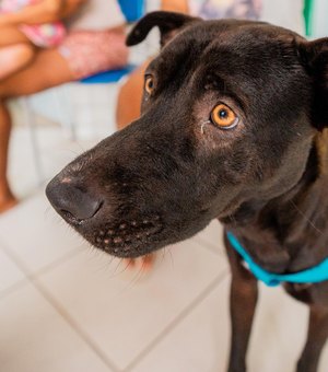 Secdef promove Feira de Adoção de Animais na Ponta Verde, neste domingo (20)