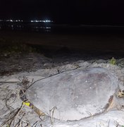Tartaruga marinha desova na Praia da Avenida, em Maceió