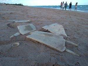 Ossada de tartaruga é encontrada em praia de Maragogi