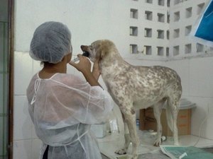 Administrador do Neafa é suspeito no caso de envenenamento de 30 cães