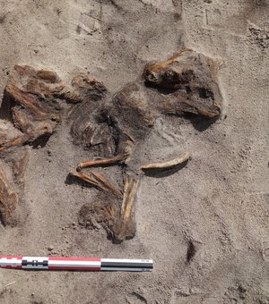 Túmulo da Era Viking com mulher e cachorro é encontrado no norte da Noruega