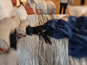 Cachorro que vivia na rua escolhe cama em feira, viraliza e é adotado