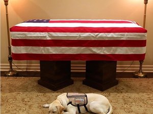 Cachorro que acompanhava George H.W. Bush é visto deitado ao lado do caixão