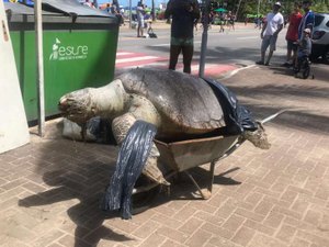Tartaruga gigante é encontrada morta em orla da Ponta Verde