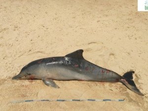 Golfinho é encontrado morto no litoral sul de Alagoas