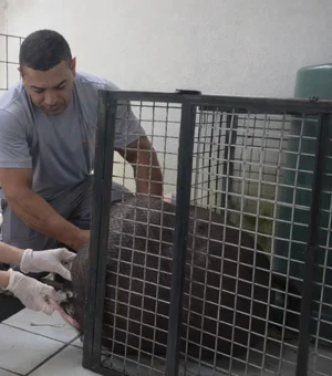 Capivara resgatada após ataque de cães morre em centro de triagem em Maceió