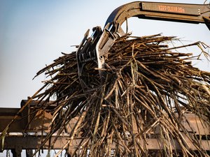 Câmara aprova apoio financeiro a produtores de cana-de-açúcar no Nordeste