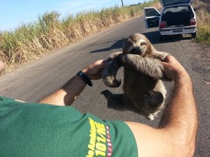 Caçados para abate, bichos-preguiça são resgatados em União dos Palmares