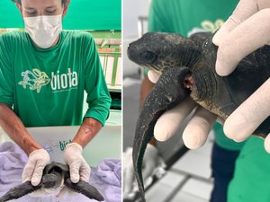 Filhote de tartaruga marinha é resgatado com nadadeiras estranguladas no Mirante da Sereia