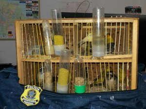 Homem é preso transportando aves silvestres dentro de ônibus na BR-316