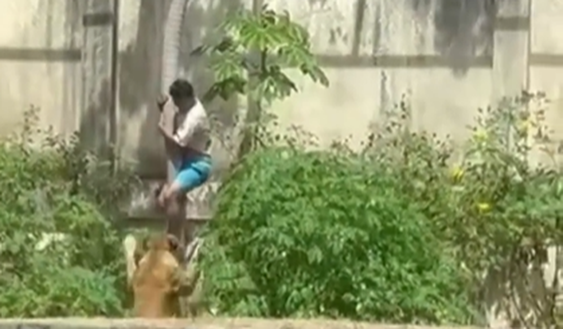 Homem morre após invadir jaula de leões em parque zoobotânico de João Pessoa