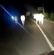 [Vídeo] Animais invadem pista em Maragogi no período da noite