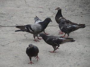 [Vídeo] População de pombos cresce em Arapiraca e acende alerta para riscos à saúde