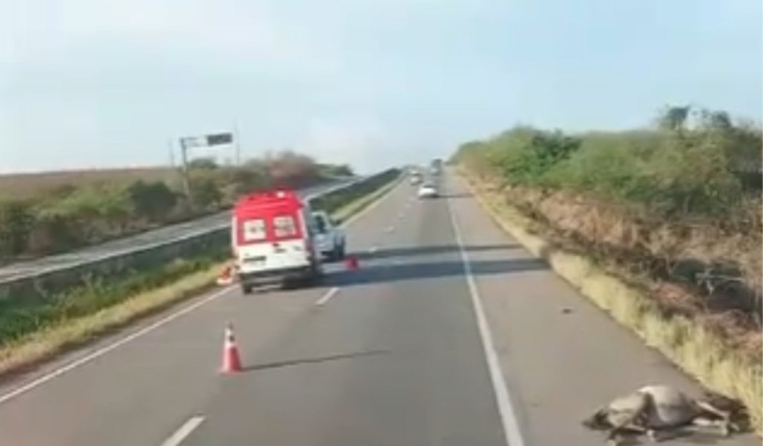 Carro colide contra cavalo na BR-101 e deixa animal morto; quatro ocupantes ficam feridos