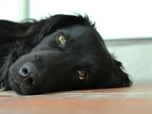 Animais são envenenados em condomínio de Arapiraca