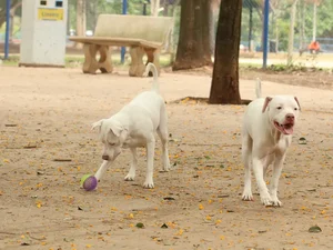 Lei torna crime exercício ilegal da medicina veterinária