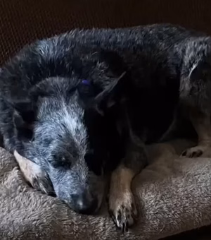 Cão sobrevive às enchentes no Texas em máquina de lavar e reencontra a família dias depois