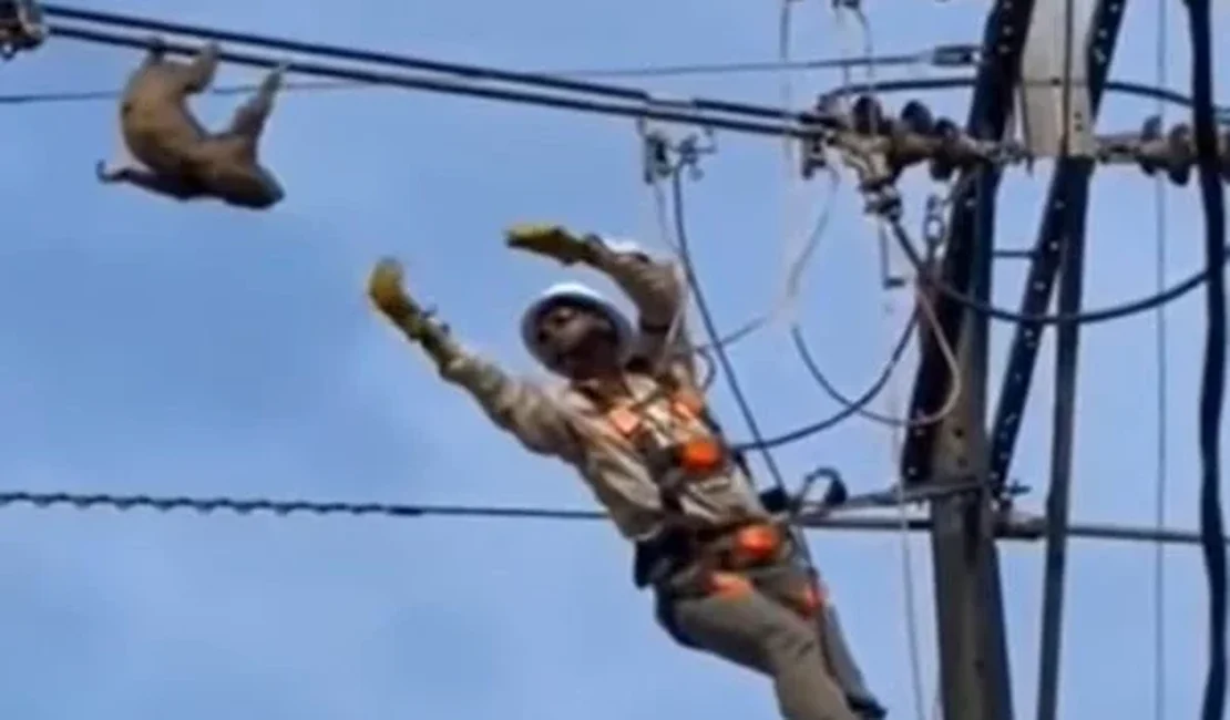 Bicho-preguiça escala poste e se pendura em fios elétricos na Colômbia