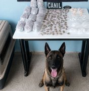 Cão farejador encontra quase 1 kg de drogas em área de mata em Arapiraca