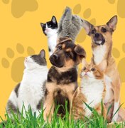 Pet Amigo continua no bairro Palmeira de Fora em setembro