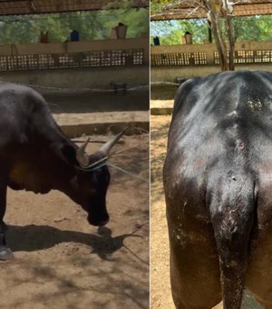 Pecuarista mostra boi baleado  após ataque de grupo armado em conflito com prefeito