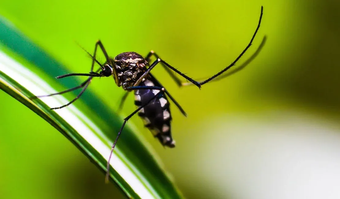 Alagoas apresenta a quinta menor  incidência de dengue do país, segundo Ministério da Saúde