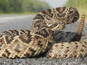 Cobra Cascavel é encontrada perto de igreja em Maragogi