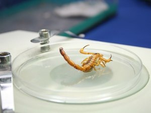 Sesau alerta sobre medidas que evitam proliferação de escorpiões