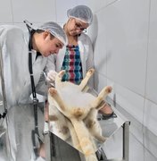 Prefeitura de Porto de Pedras disponibiliza castração de cães e gatos