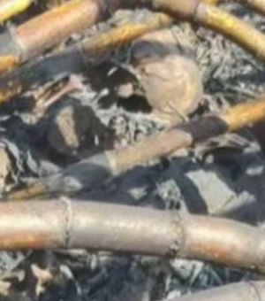 Ossada humana é encontrada por trabalhadores rurais em plantação de cana no Centro de Coruripe