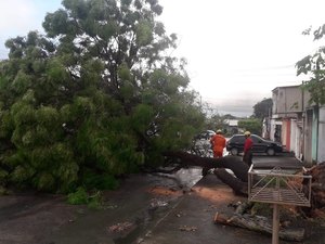 Árvore cai e fecha rua na parte alta de Maceió