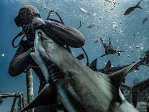 Fotógrafo pega o exato momento em que tubarão morde um mergulhador