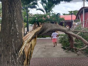 Parte de árvore cai no Mercado do Artesanato