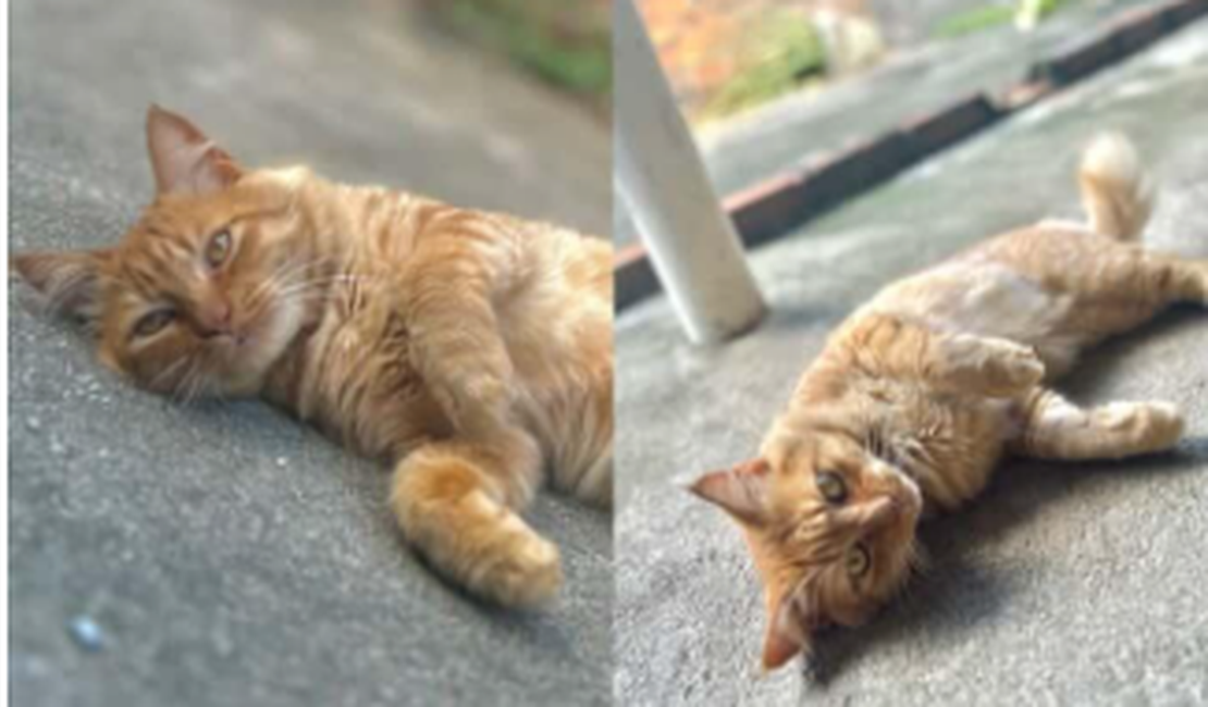 Família pede ajuda para localizar gatinho que desapareceu no bairro Benedito Bentes, em Maceió